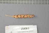 Click for 1 image(s) for this accession. Spike